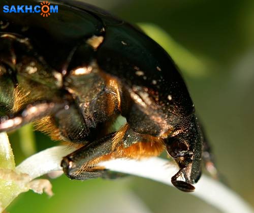 DSC05575
Фотограф: Сергей Буркацкий

Просмотров: 400
Комментариев: 0