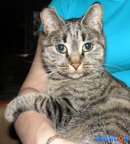 Нюся.

Просмотров: 388
Комментариев: 0