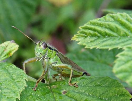 DSC03678
Фотограф: Сергей Буркацкий

Просмотров: 570
Комментариев: 0