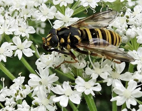 DSC00313
Фотограф: Сергей Буркацкий

Просмотров: 166
Комментариев: 0