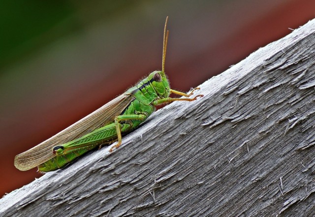 ***
Фотограф: Сергей Буркацкий

Просмотров: 781
Комментариев: 0