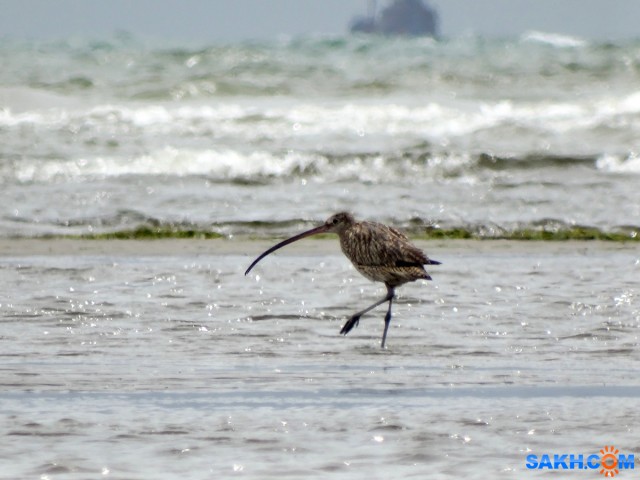 Дальневосточный кроншнеп
27.07.2016 Песчанское
Просмотров: 752
Комментариев: 4
