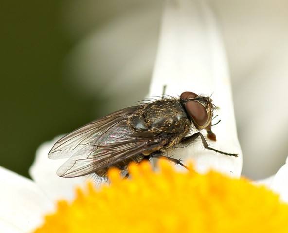 DSC01703
Фотограф: Сергей Буркацкий

Просмотров: 334
Комментариев: 0