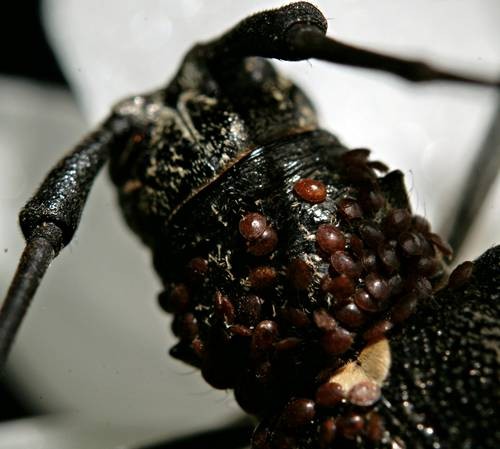 DSC05529
Фотограф: Сергей Буркацкий

Просмотров: 368
Комментариев: 0