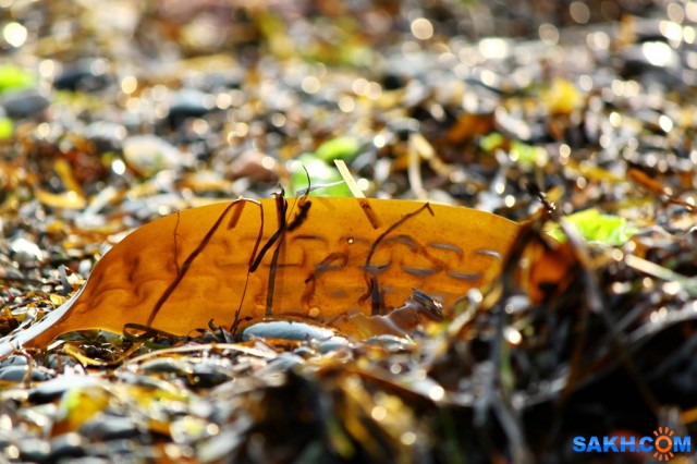 IMG_7049
Фотограф: vikirin

Просмотров: 2170
Комментариев: 0