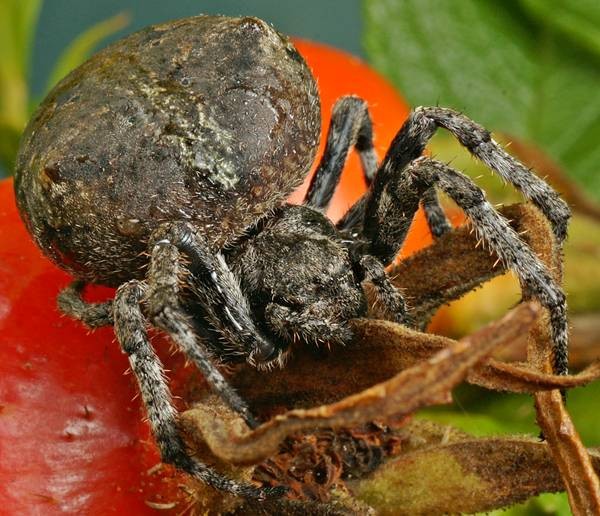 Фото 839
Фотограф: Сергей Буркацкий

Просмотров: 491
Комментариев: 0