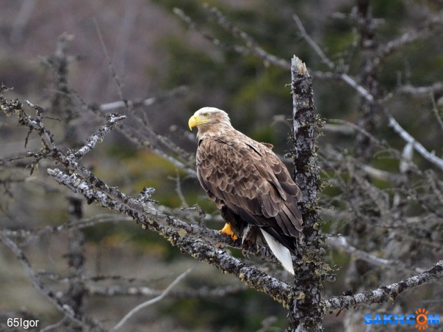 орлан белохвост

Просмотров: 1115
Комментариев: 1