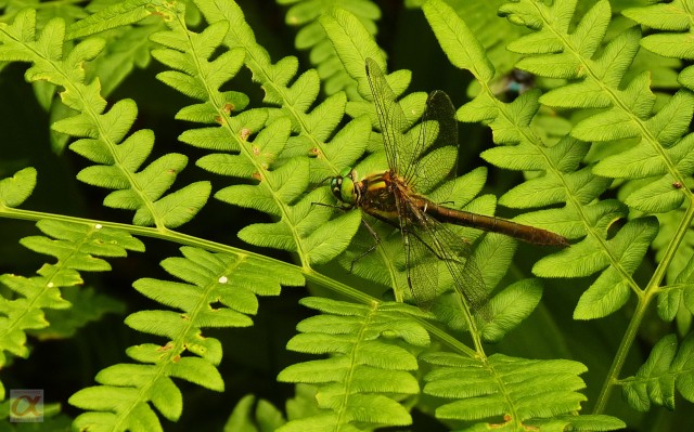 ***
Фотограф: Сергей Буркацкий

Просмотров: 697
Комментариев: 0