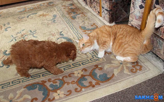 Знакомство

Просмотров: 934
Комментариев: 7