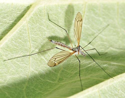 DSC07436
Фотограф: Сергей Буркацкий

Просмотров: 537
Комментариев: 0