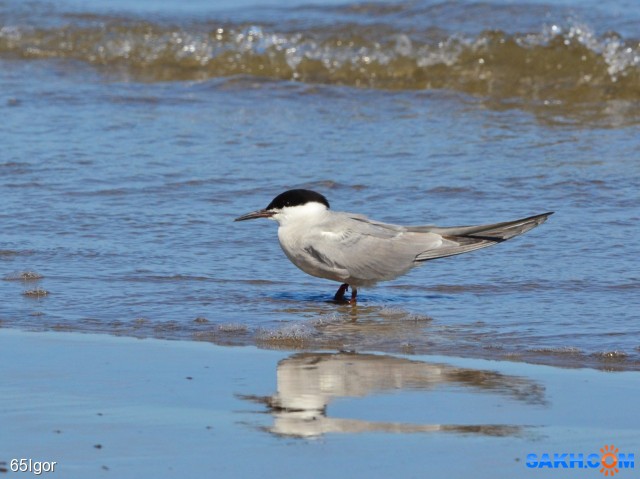 крачка
сахалин.охотское

Просмотров: 767
Комментариев: 0
