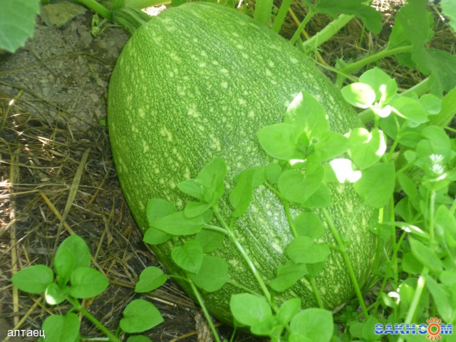 кабачёк
Фотограф: алтаец

Просмотров: 2752
Комментариев: 0