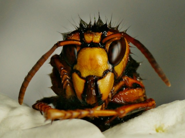 DSC00817
Фотограф: Сергей Буркацкий

Просмотров: 437
Комментариев: 1