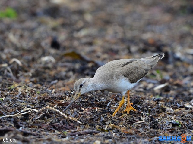 мородунка

Просмотров: 695
Комментариев: 0