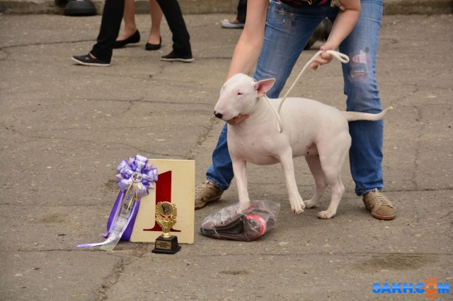 DSC_0253 (1280x853)
Фотограф: Vitus

Просмотров: 603
Комментариев: 0