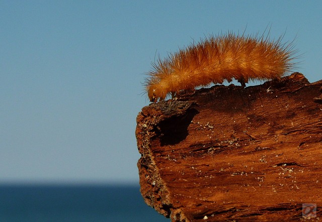 ***
Фотограф: Сергей Буркацкий

Просмотров: 1341
Комментариев: 2