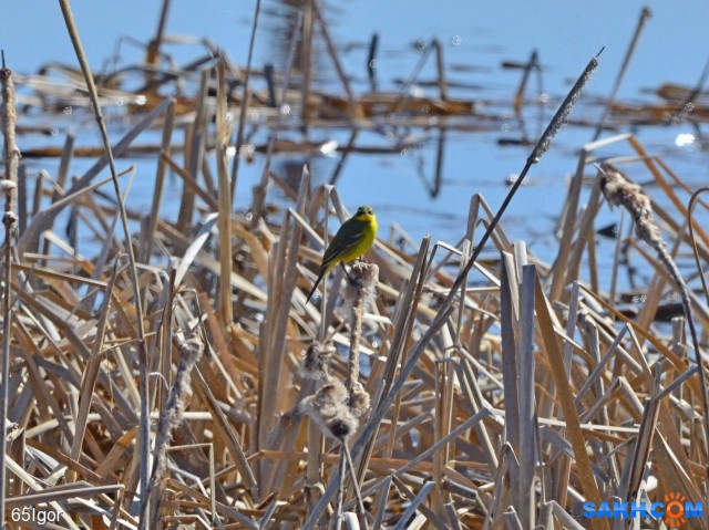Фото 55
зеленоголовая трясогузка

Просмотров: 658
Комментариев: 0