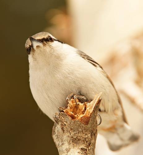 DSC07008
Фотограф: Сергей Буркацкий

Просмотров: 398
Комментариев: 0
