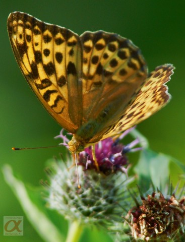 ***
Фотограф: Сергей Буркацкий

Просмотров: 630
Комментариев: 0