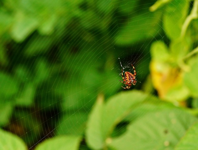 ***
Фотограф: Сергей Буркацкий

Просмотров: 501
Комментариев: 0