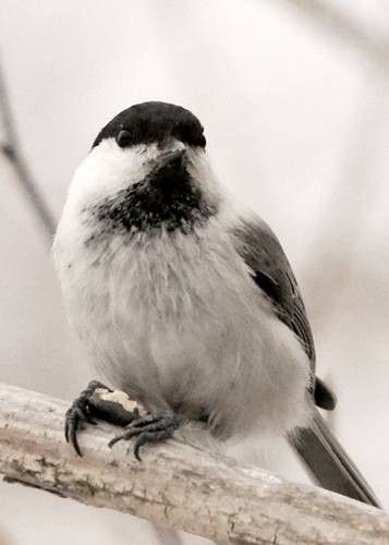 DSC05166
Фотограф: Сергей Буркацкий

Просмотров: 559
Комментариев: 0