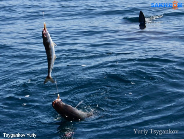 первый улов Геннадия, а за ним плавник акулы
Фотограф: Tsygankov Yuriy

Просмотров: 2198
Комментариев: 0