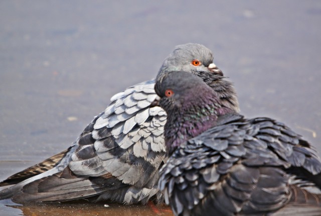 ***
Фотограф: Сергей Буркацкий

Просмотров: 1299
Комментариев: 0