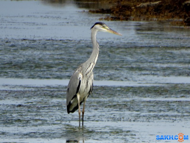 DSC05540_н

Просмотров: 338
Комментариев: 0