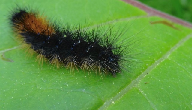 DSC01493
Фотограф: Сергей Буркацкий

Просмотров: 697
Комментариев: 0