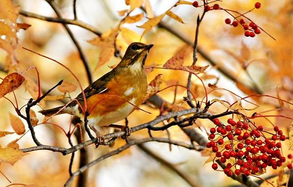 DSC03353
Фотограф: Сергей Буркацкий

Просмотров: 408
Комментариев: 0