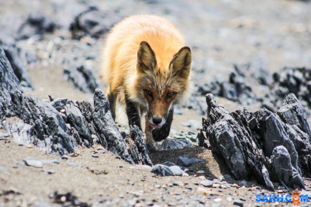 45708368-94CA-4CB6-8C09-4C4F7C30E091
Фотограф: Tsygankov Yuriy

Просмотров: 986
Комментариев: 0