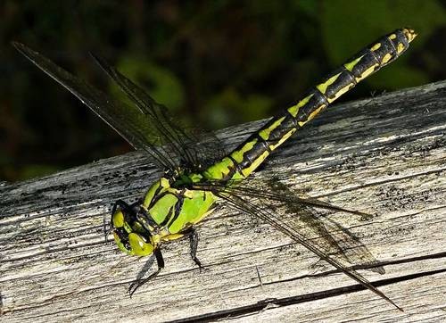 DSC04197
Фотограф: Сергей Буркацкий

Просмотров: 508
Комментариев: 0