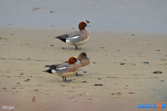свиязи
охотское 21 04 18

Просмотров: 1122
Комментариев: 0