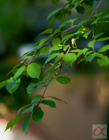 ***
Фотограф: Сергей Буркацкий

Просмотров: 784
Комментариев: 0