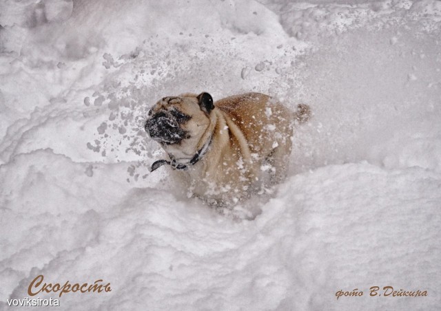 Друг Джон
Фотограф: В.Дейкин

Просмотров: 2841
Комментариев: 1