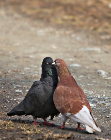 ***
Фотограф: Сергей Буркацкий

Просмотров: 1365
Комментариев: 0
