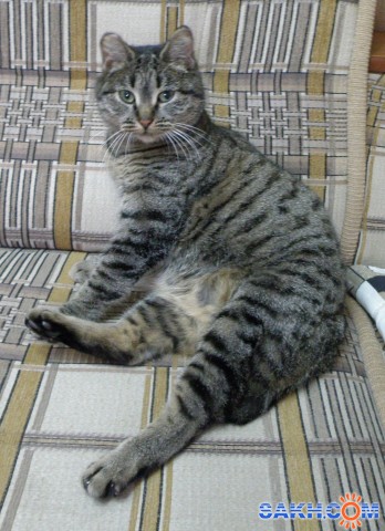 Нюська улыбается

Просмотров: 1079
Комментариев: 1