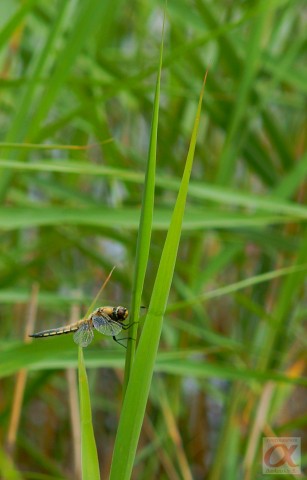 ***
Фотограф: Сергей Буркацкий

Просмотров: 817
Комментариев: 0