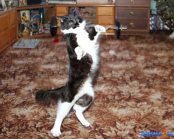 Мышь ловит

Просмотров: 770
Комментариев: 0