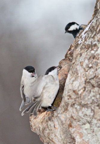 ***
Фотограф: Сергей Буркацкий

Просмотров: 1861
Комментариев: 0