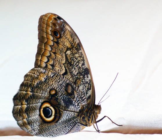 ***
Фотограф: Сергей Буркацкий

Просмотров: 734
Комментариев: 0