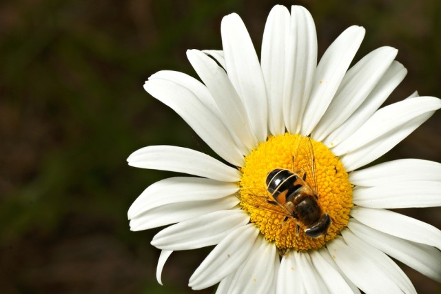 DSC01762
Фотограф: Сергей Буркацкий

Просмотров: 380
Комментариев: 0