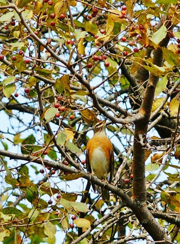 ***
Фотограф: Сергей Буркацкий

Просмотров: 1407
Комментариев: 0