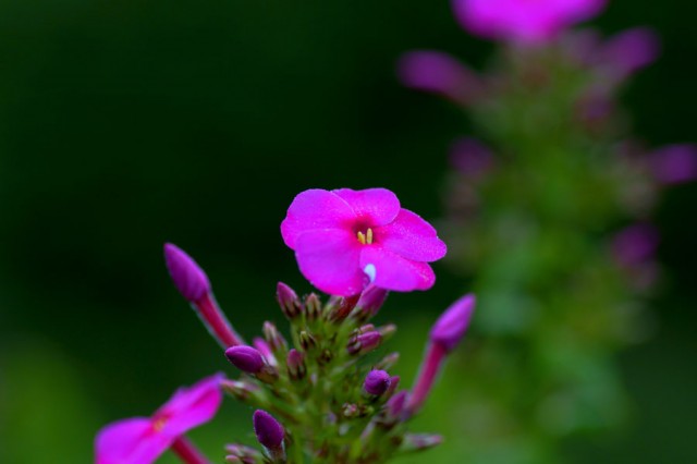 ***
Фотограф: Сергей Буркацкий

Просмотров: 1079
Комментариев: 0