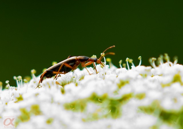 ***
Фотограф: Сергей Буркацкий

Просмотров: 883
Комментариев: 4