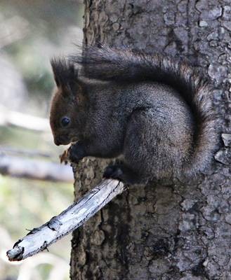 DSC04007
Фотограф: Сергей Буркацкий

Просмотров: 395
Комментариев: 0