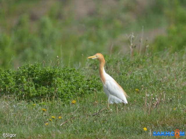 египетская цапля
сахалин корсаковский р-н

Просмотров: 567
Комментариев: 0