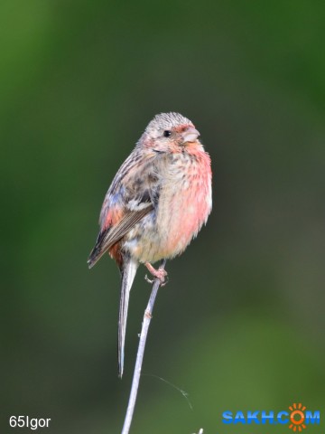 урагус

Просмотров: 864
Комментариев: 0