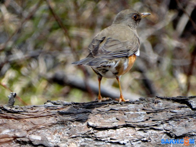 Золотистый дрозд

Просмотров: 1036
Комментариев: 0