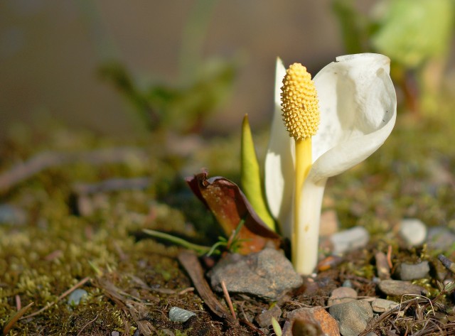 Пробуждение
Фотограф: Сергей Буркацкий

Просмотров: 1326
Комментариев: 0
